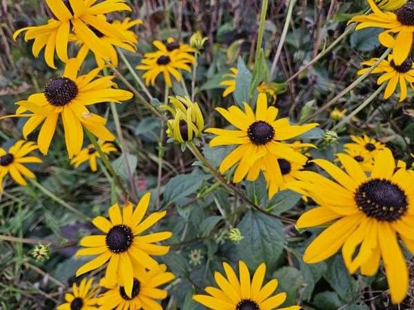 Rudbeckia fulgida 'Goldsturm' - ↕10-25cm - Ø9cm - 12x  BotanicBridge