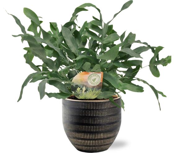 Phlebodium Blue Star - Ø12cm - ↕35cm + Beau Pot D14x13cm - Zwart  BotanicBridge