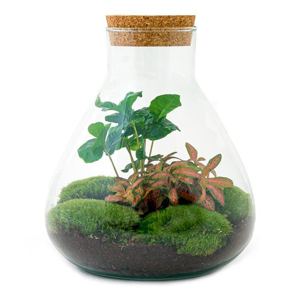 DIY terrarium - Sammie Coffea - ↕ 27 cm - Normal  BotanicBridge