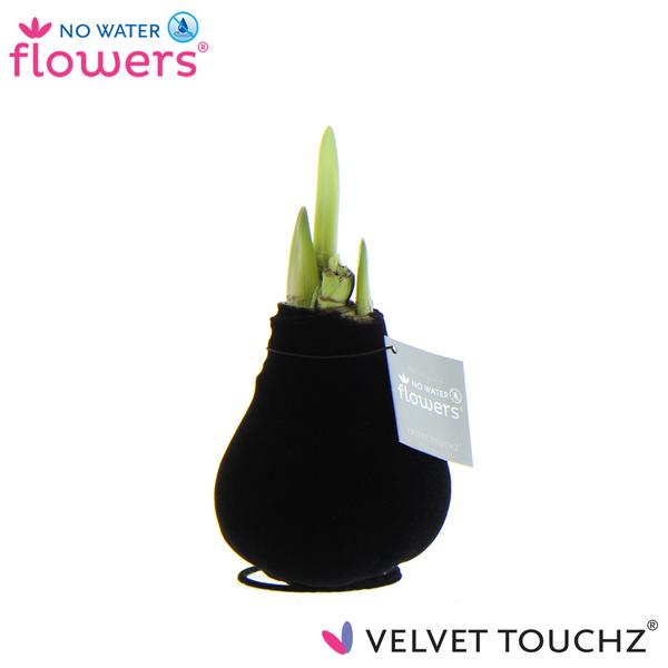 No Water Flowers Velvet Touchz® Black - ↕15cm  BotanicBridge