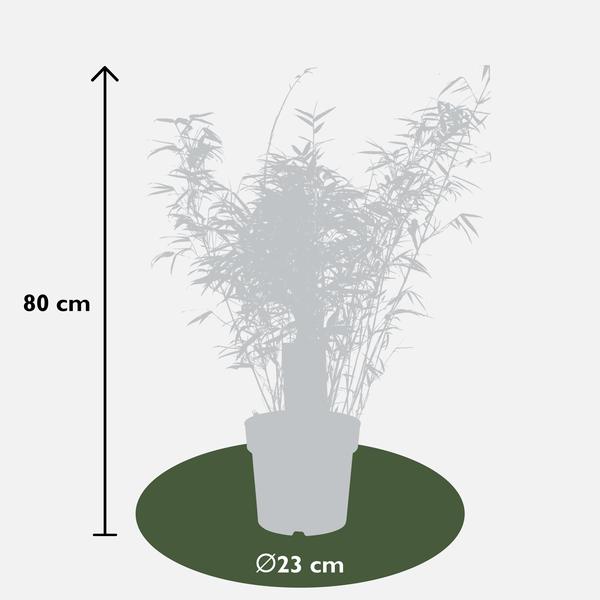 Fargesia rufa - Niet woekerende bamboe - Ø29cm - ↕80cm - Ø23 - ↨80cm  BotanicBridge