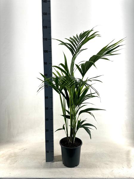 KENTIA - P21 H110 - 5PP - EcoLine (Howea Forsteriana - Ø21cm - ↕110cm  BotanicBridge