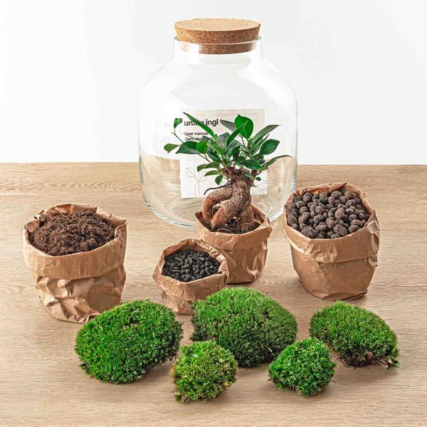 DIY terrarium - Billie Bonsai - ↕ 29 cm - Normal  BotanicBridge