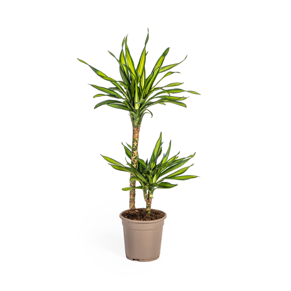 Dracaena Deremensis Rikki Ø19cm - ↕80cm  BotanicBridge