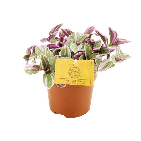 Tradescantia Sweetness 10,5cm - Ø10,5cm - ↕10cm  BotanicBridge