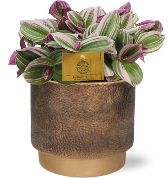 Tradescantia Nanouk - Ø15cm - ↕25cm + Merel Pot D16x14cm - Goud  BotanicBridge