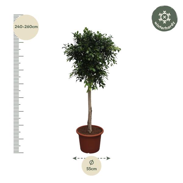 Ficus Nitida boom - 250 cm - ø55  BotanicBridge