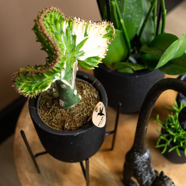 Kolibri Home | Plantenstandaard - Zwart metalen planten verhoging Ø12cm  BotanicBridge