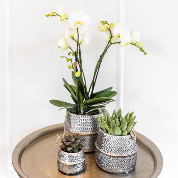 Kolibri Home | Groove bloempot - Gouden keramieken sierpot - Ø9cm  BotanicBridge