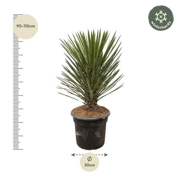 Yucca Filifera Australis - 100cm - ø30  BotanicBridge