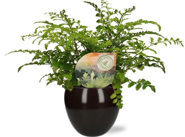 Asplenium Parvati - Ø12cm - ↕35cm + Bowl Pot D13/14.5x13cm - Zwart  BotanicBridge