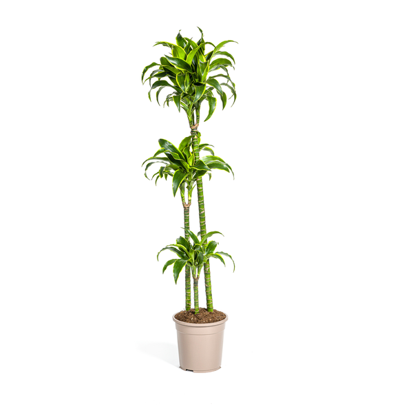 Dracaena Deremensis Dorado Ø24cm - ↕130cm  BotanicBridge