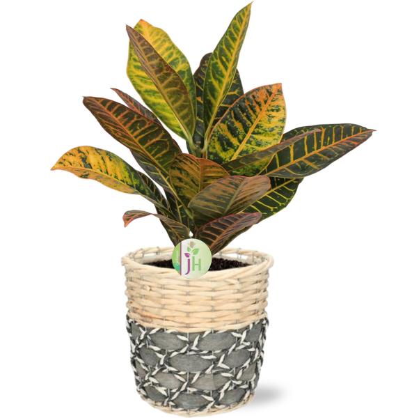 Codiaeum Petra - Ø17cm - ↕45cm + Lexi Pot D19x19cm - Grijs  BotanicBridge