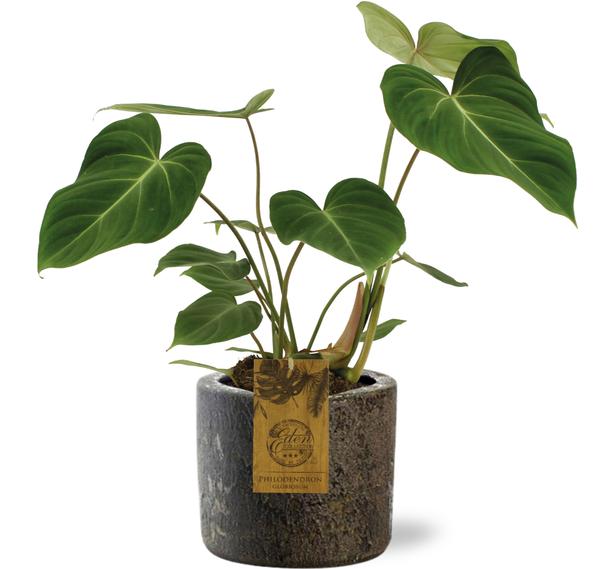 Philodendron Gloriosum - Ø15cm - ↕40cm + Maas Pot D16x14cm - Bruin  BotanicBridge