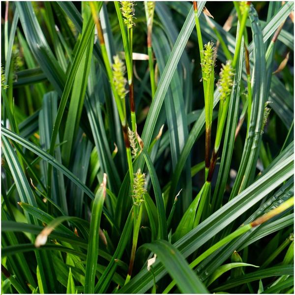 6 x Carex morrowi 'Irish Green' - Ø 14 cm - ↨ 25 cm  BotanicBridge