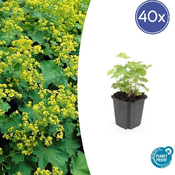 Alchemilla mollis - ↕10-25cm - Ø9cm - 40x  BotanicBridge