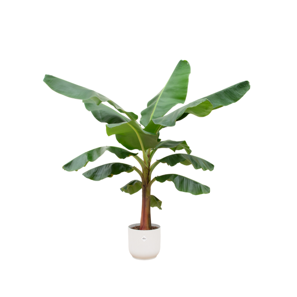 Combi deal - Bananenplant (Musa) inclusief elho Vibes Fold Round wit Ø30 - 150 cm  BotanicBridge