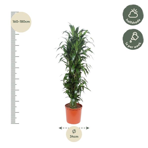 Dracaena Janet Craig - 170 cm - ø34  BotanicBridge