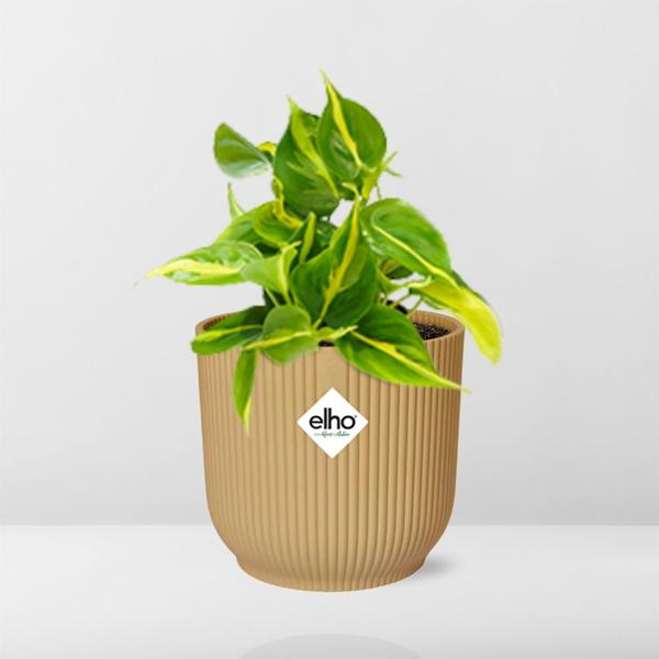 Philodendron Scandens ‘Brasil’ in ELHO Vibes Fold 14cm geel  BotanicBridge