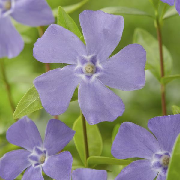 Vinca minor - ↕10-25cm - Ø9cm - 6x,  BotanicBridge