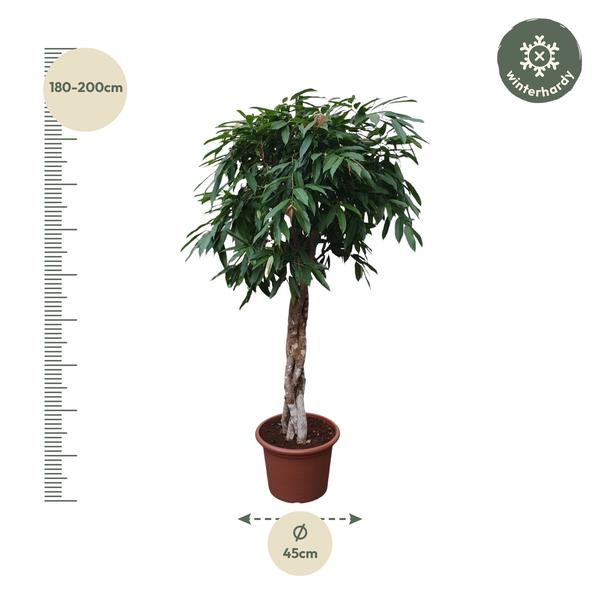 Ficus Amstel King gevlochten stam - 190 cm - ø45  BotanicBridge