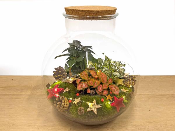 Bolder Bob Bonsai Christmas - DIY - ↕ 30 cm  BotanicBridge