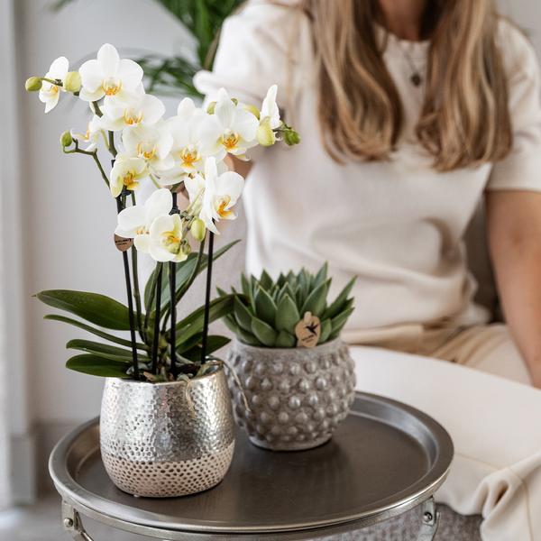 Kolibri Home | Elite silver pot - Ø12cm  BotanicBridge