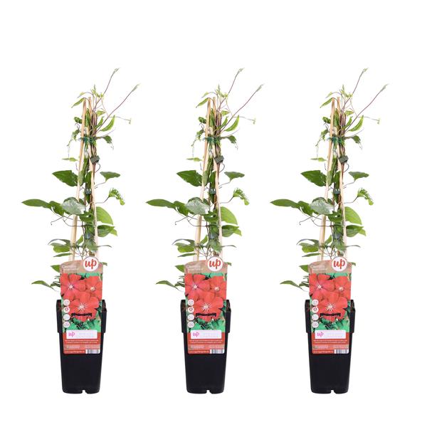 3x - Clematis Rouge Cardinal - ↨65cm - Ø15  BotanicBridge