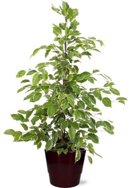 Ficus benjamina Goldenking - Ø21cm - ↕95cm + Pot Basic D22x19cm - Bordeaux  BotanicBridge