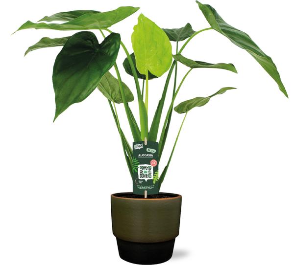 Alocasia Cucullata - Ø19cm - ↕55cm + Erik Pot D20x18cm - Donker Groen  BotanicBridge