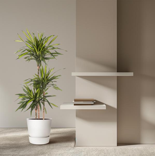 Dracaena Riki - 140 cm - ø24  BotanicBridge