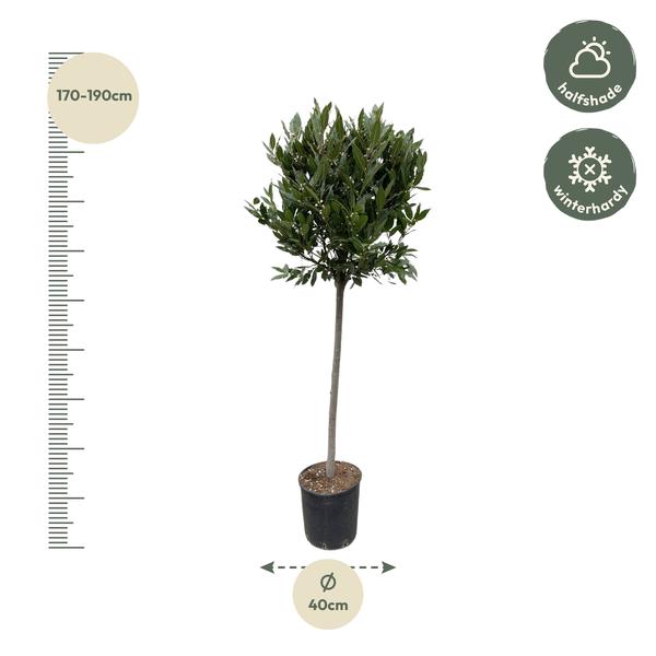 Laurus Nobilis stam - 210 cm - ø40  BotanicBridge