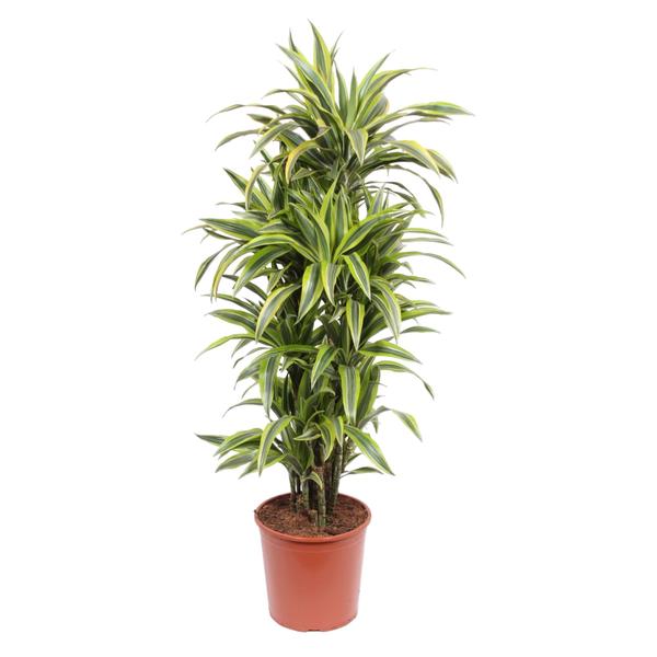 Dracaena Lemon Lime - 150 cm - ø30  BotanicBridge