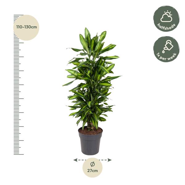 Dracaena Cintho vertakt - 120 cm - ø27  BotanicBridge