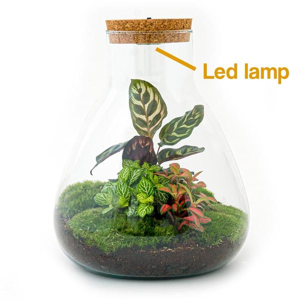 DIY terrarium - Sam Calathea with Light - ↕ 30 cm - Rake + Shovel + Tweezer  BotanicBridge