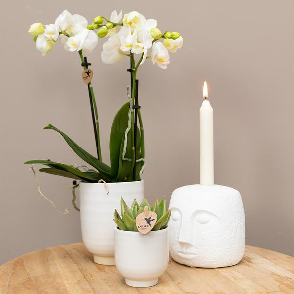 Kolibri Home | Glazed bloempot - Witte keramieken sierpot met glans - Ø6cm  BotanicBridge