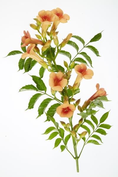 2x - Campsis 'Indian Summer' - ↨65cm - Ø15  BotanicBridge