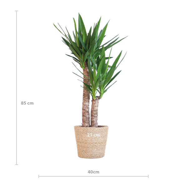 Yucca Elephantipes met Sofia mand naturel - 90cm - Ø21  BotanicBridge