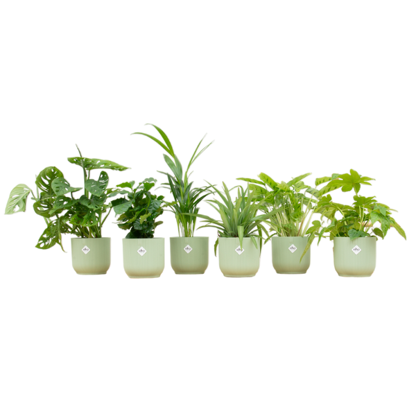 Verrassingsbox - 6 planten inclusief elho Vibes Fold Round Ø14 sorbet groen  BotanicBridge