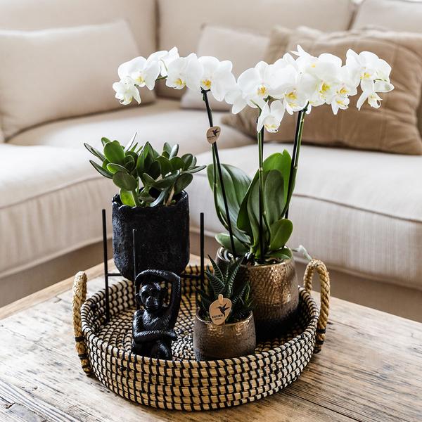 Kolibri Company | Gift set Home Hub | Plantenset met Phalaenopsis Orchidee en Succulenten incl. keramieken sierpotten  BotanicBridge