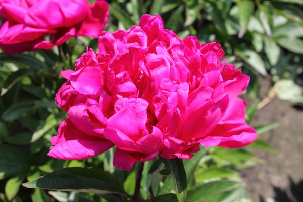 Paeonia 'Karl Rosenfield' - 10x  BotanicBridge