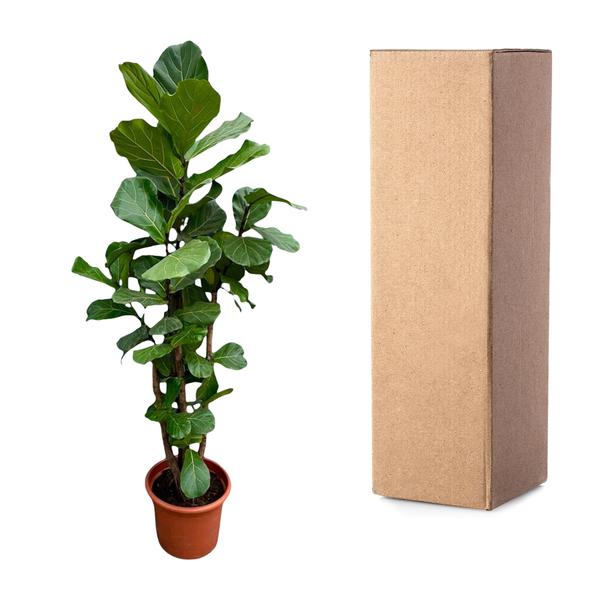 Ficus Lyrata vertakt XXL - 230cm - ø40  BotanicBridge