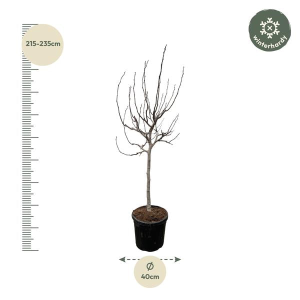 Ficus Carica op stam - 225 cm - ø40  BotanicBridge