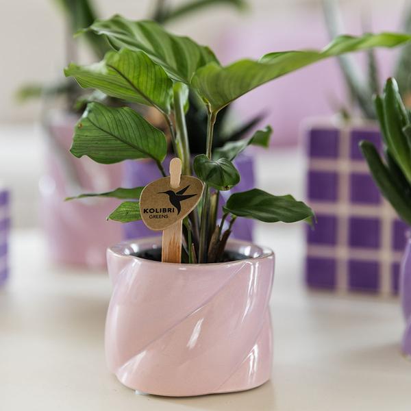 Kolibri Home | Candy sierpot - Pink - Ø6cm  BotanicBridge