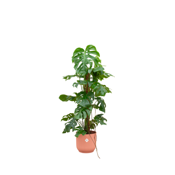 Combi deal - Monstera Pertusum XL inclusief elho Vibes Fold Round Ø30 roze - 120 cm  BotanicBridge