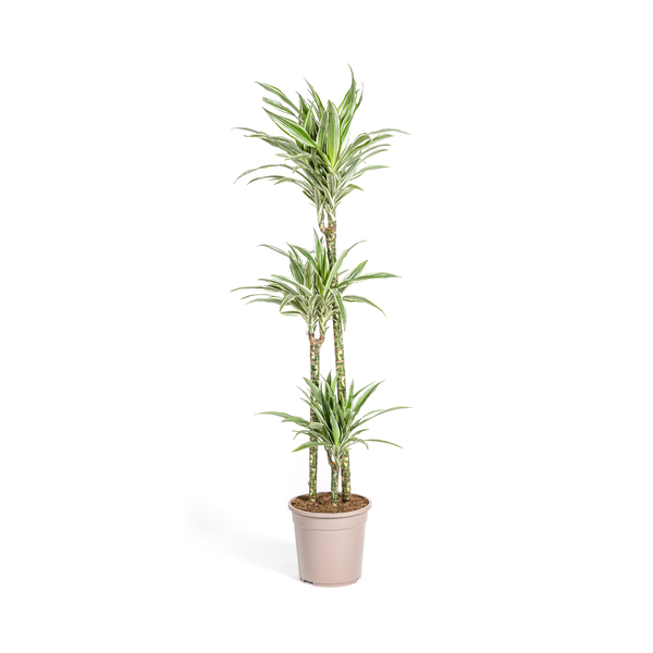 Dracaena Deremensis White Stripe Ø24cm - ↕140cm  BotanicBridge