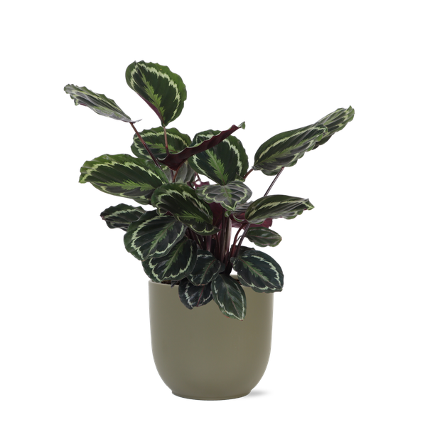 Calathea Medaillon Ø21cm - ↕70cm in Boule OLIJF pot  BotanicBridge