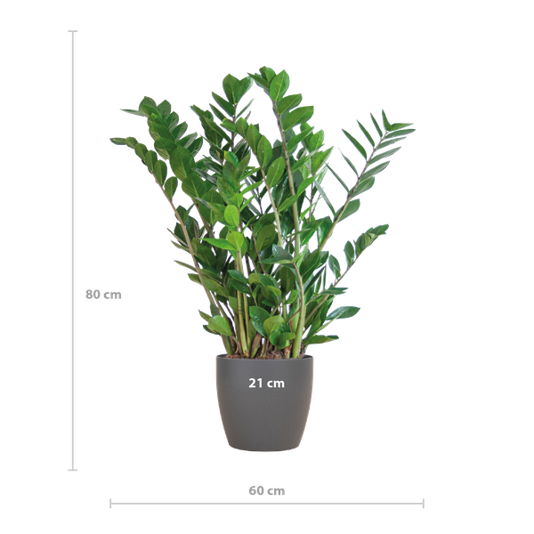 Zamioculcas Zamiifolia met Viber grijs - 80cm - Ø21  BotanicBridge