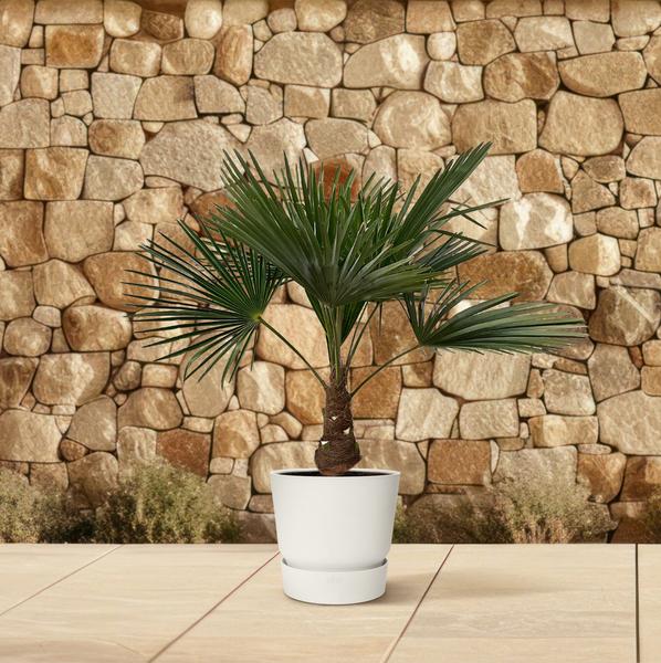 Trachycarpus - 100cm- Ø21  BotanicBridge