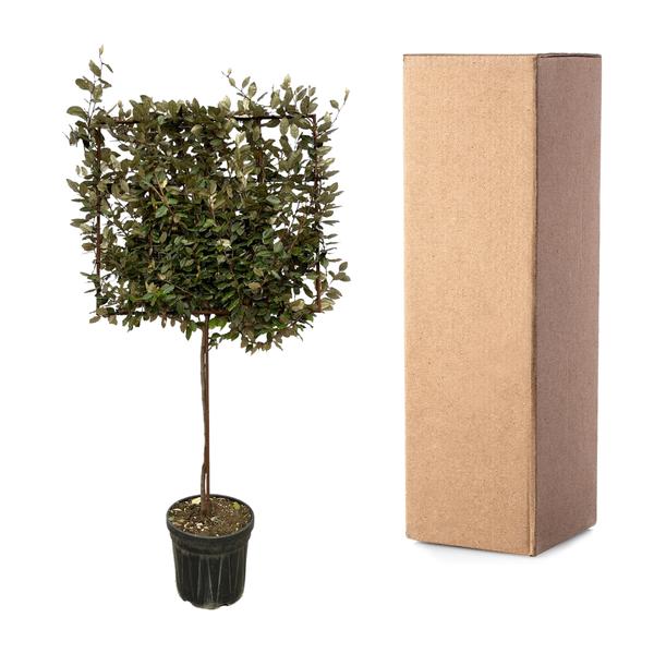 Eleagnus Ebbingei boom op rek - 225 cm - Ø40cm  BotanicBridge